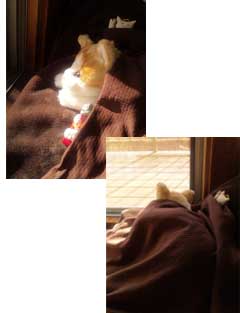 マイ・ウェイトキャット